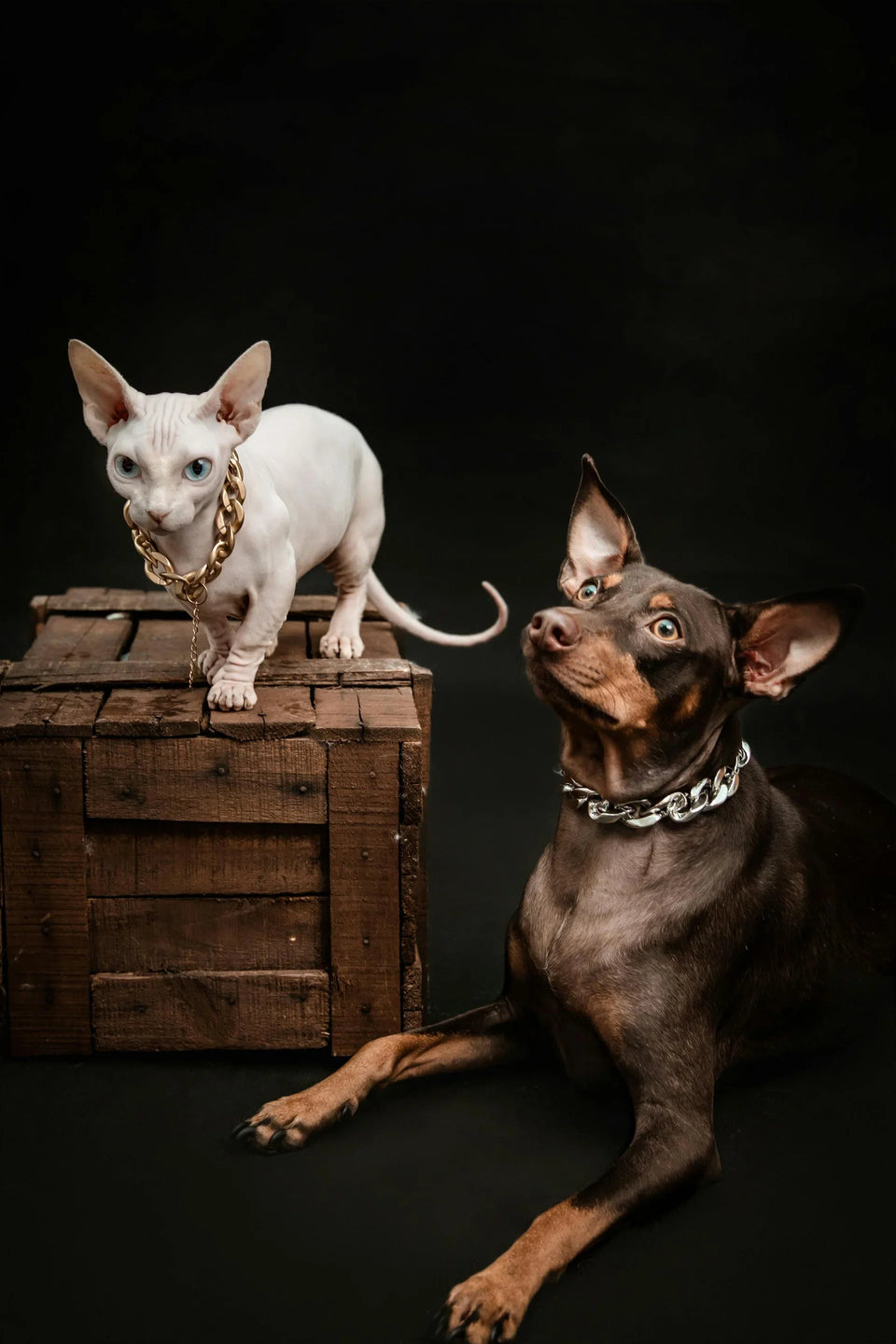 Pet Care