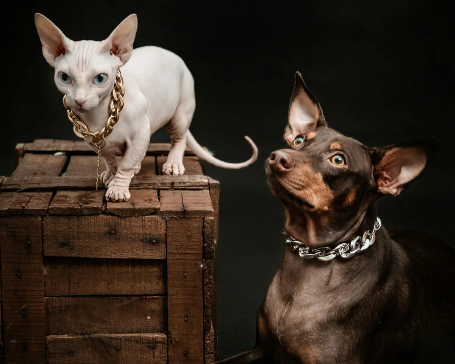 Pet Care