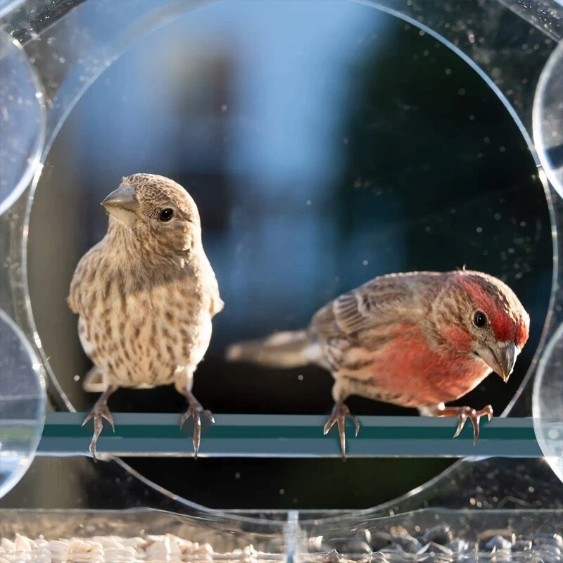 ClearNest™ Window Bird Feeder