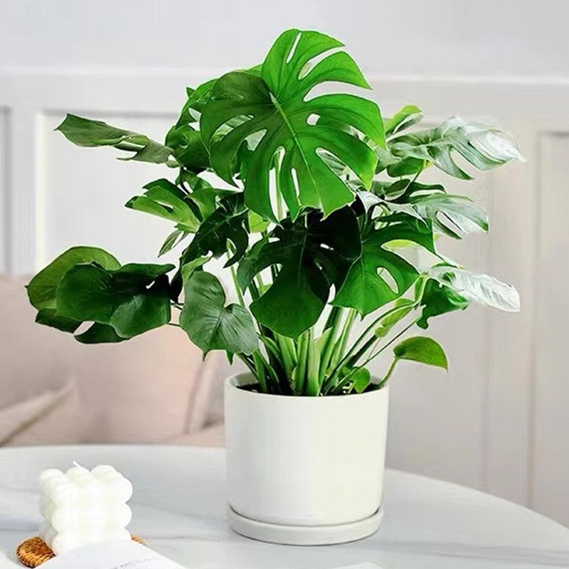 1+1 Free | GreenBoost™ Plant Nutrient Solution