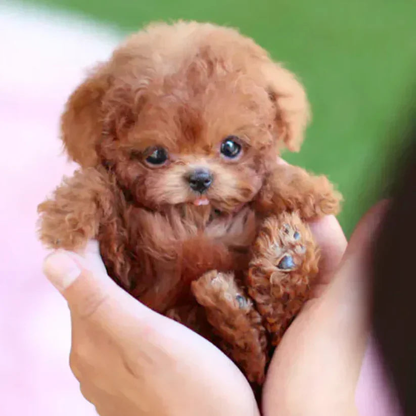 NICCO - Realistic Robot Puppy